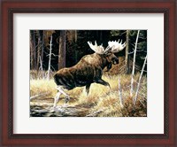 Framed Moose