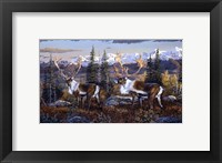 Framed Caribou