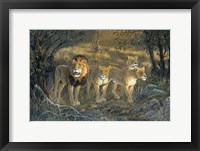 Framed Pride Of Africa