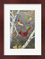 Framed Cardinals In Birch