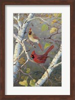 Framed Cardinals In Birch