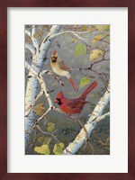 Framed Cardinals In Birch