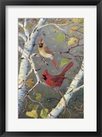 Framed Cardinals In Birch