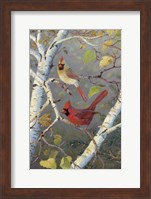 Framed Cardinals In Birch