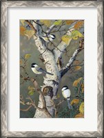 Framed Chickadees In Birch
