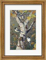 Framed Chickadees In Birch