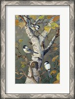 Framed Chickadees In Birch