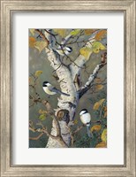 Framed Chickadees In Birch