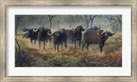 Framed Cape Buffalo