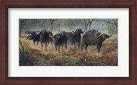 Framed Cape Buffalo