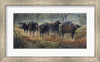 Framed Cape Buffalo