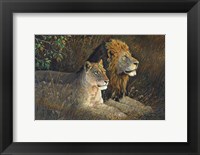 Framed Lions Domain