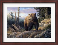 Framed Mountain Winds Grizzly