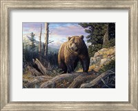 Framed Mountain Winds Grizzly