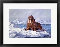 Framed Walrus