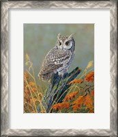 Framed Bright Eyes Screech Owl