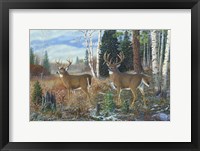 Framed Tall Timber Bucks