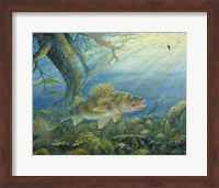 Framed Walleye