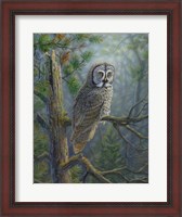 Framed Gray Dawn Owl