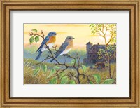 Framed True Blue Bluebird