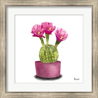 Framed Cactus Flowers V