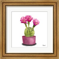 Framed 'Cactus Flowers V' border=