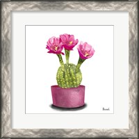 Framed Cactus Flowers V