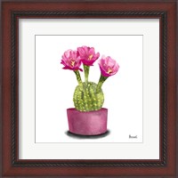 Framed 'Cactus Flowers V' border=