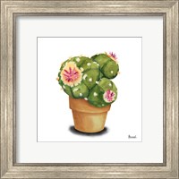 Framed 'Cactus Flowers VII' border=