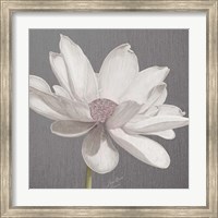 Framed Vintage Lotus on Grey I