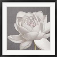 Framed Vintage Lotus on Grey II