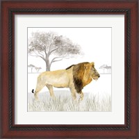 Framed Serengeti Lion Square