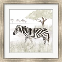 Framed Serengeti Zebra Square