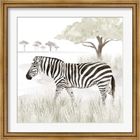 Framed Serengeti Zebra Square