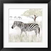 Framed Serengeti Zebra Square