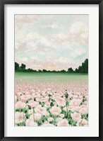 Framed Pink Poppies