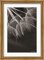 Framed Goatsbeard I