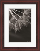 Framed Goatsbeard I