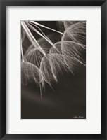 Framed Goatsbeard I