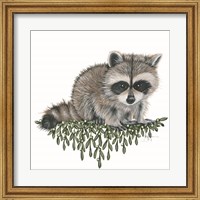 Framed Baby Raccoon