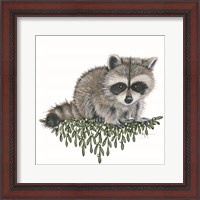 Framed 'Baby Raccoon' border=