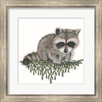 Framed 'Baby Raccoon' border=