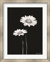 Framed Pair of Daisies