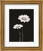 Framed Pair of Daisies