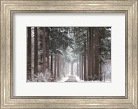 Framed Pines in Winter Dress