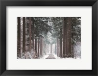 Framed Pines in Winter Dress