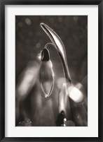 Framed Snowdrops in Black & White
