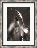 Framed Snowdrops in Black & White