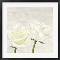 Classic Roses II Framed Print