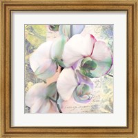 Framed 'Kaleidoscope Orchid (detail)' border=